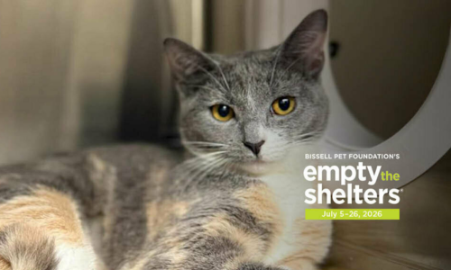 Bissel Empty the Shelters